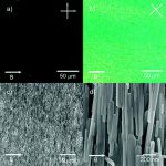Micrographs of field-aligned magnetically doped semiconducting ZnO nanowires. 
